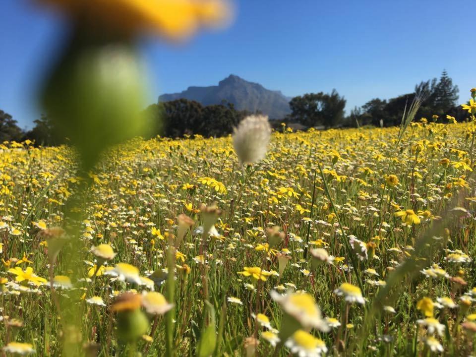 Chaston Manor Hotell Cape Town Eksteriør bilde