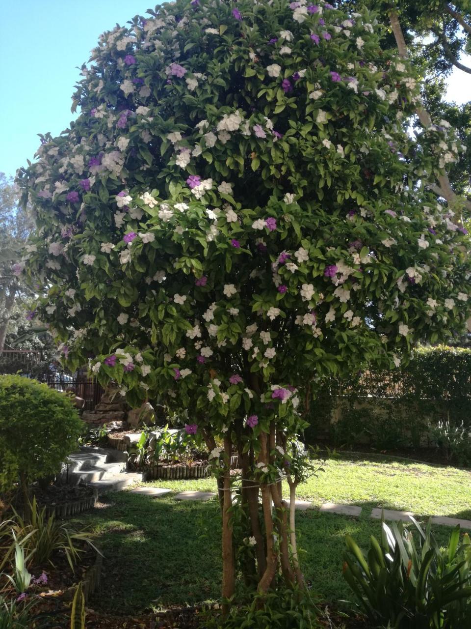 Chaston Manor Hotell Cape Town Eksteriør bilde